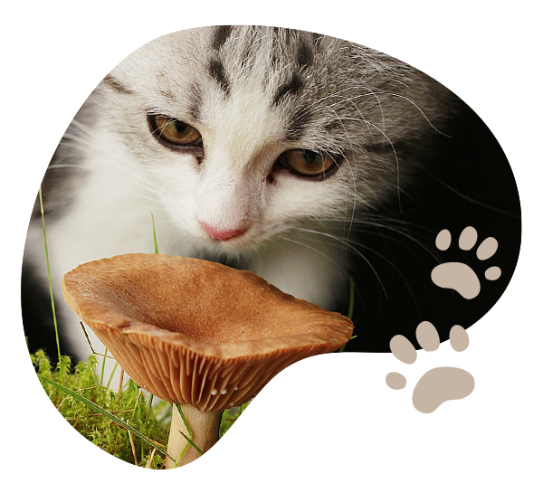 Vitalpilze Katze