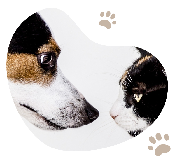 Hund und Katze