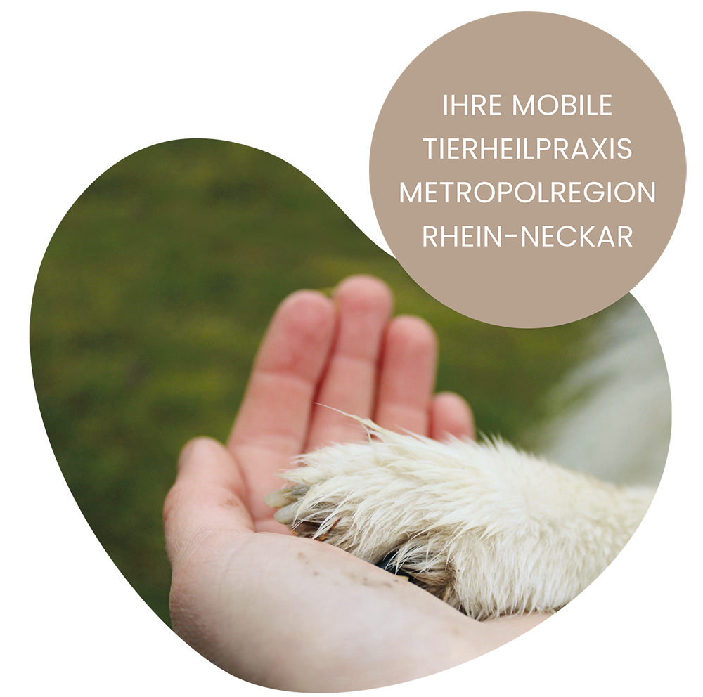 Mobile Tierheilpraxis Tier in guter Hand